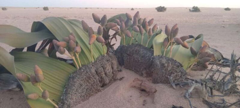 Namib-Naukluft National Park: Moon Valley & Welwitschia Tour - Key Points