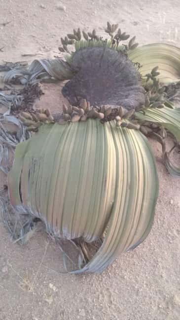 Namib-Naukluft National Park: Moon Valley & Welwitschia Tour - Why This Tour Offers Real Value