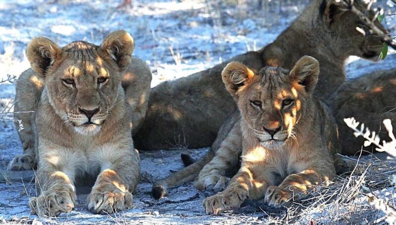 Namibia: Guided Immersive Safaris and Culture - Key Points  