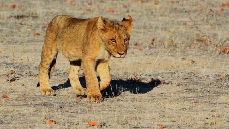 Namibian Adventure (Camping) 5 Days / 4 Nights - Who Should Consider This Tour?