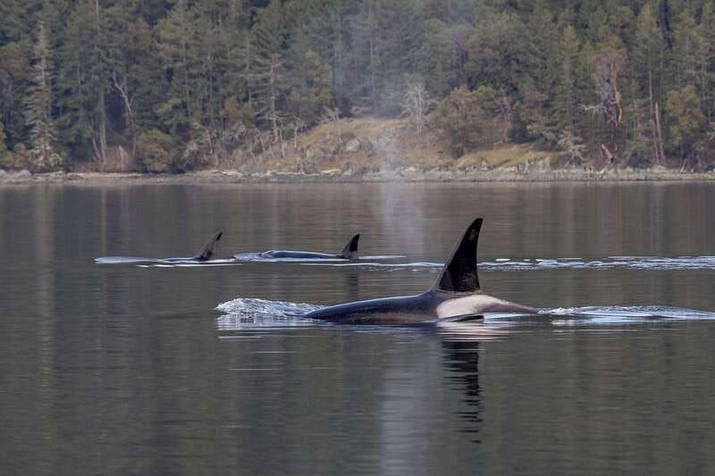 nanaimo-whale-watching-semi-covered-boat-tour