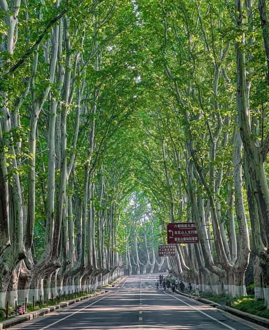 Nanjing: Green Boulevards, Bookstore Warmth & Scenic River - Exploring Nanjing: Green Boulevards, Bookstore Warmth & Scenic River