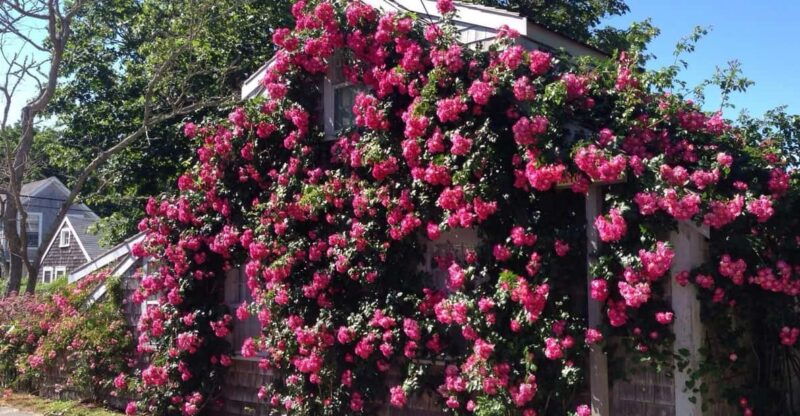 nantucket-historical-landmarks-sightseeing-bus-tour