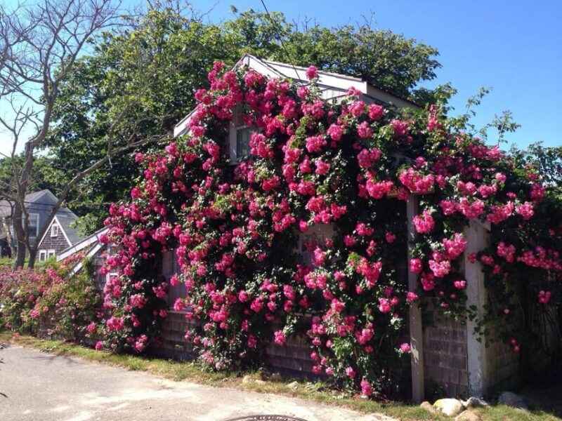 nantucket-historical-landmarks-sightseeing-bus-tour
