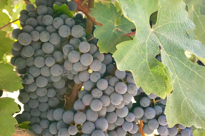 Napa and Sonoma Private Wine Tasting Tour and Luxury Car Service - An In-Depth Look at the Tour