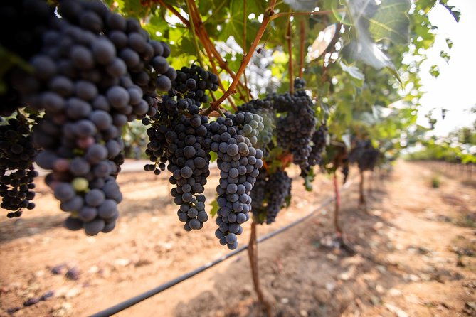napa-and-sonoma-wine-country-full-day-tour-from-san-francisco