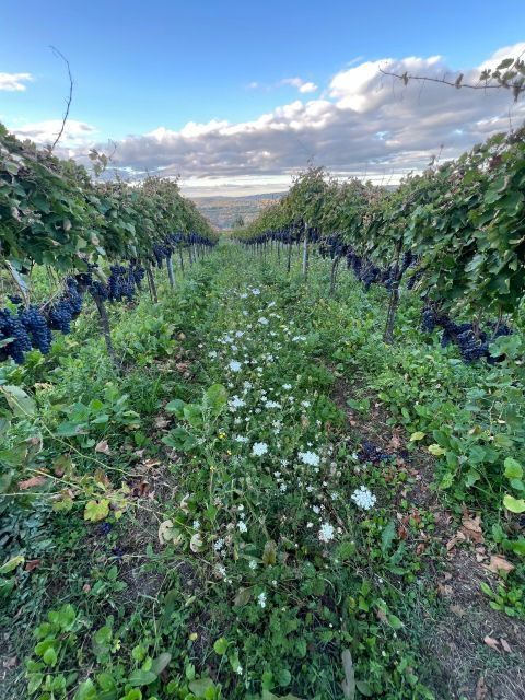 napa-hidden-gems-exploration-with-a-local-sommeliere