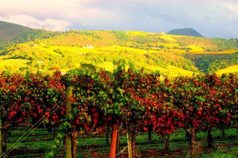 napa-sonoma-valley-judgement-of-paris-tour