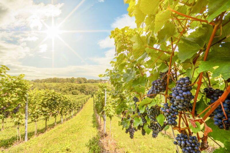napa-valley-guided-wine-tour-with-picnic-lunch