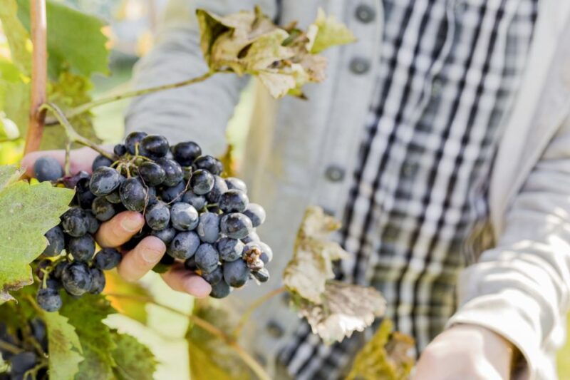 napa-valley-guided-wine-tour-with-picnic-lunch