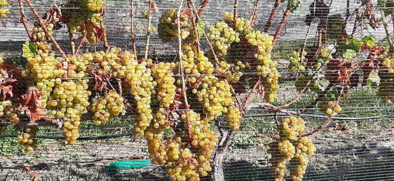 Napier: Afternoon Winery & Gin Tasting Tour Thu Fri Sat - Who Will Enjoy This Tour?