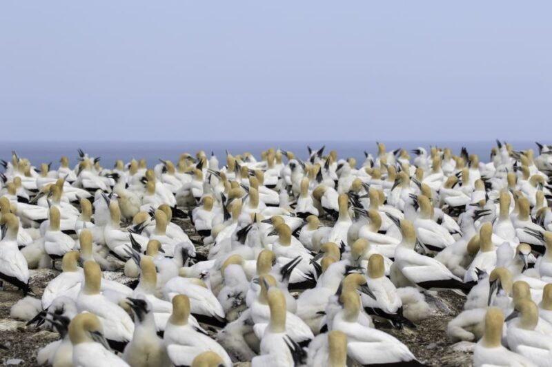 Napier: Cape Kidnappers Gannet, Nature & Sightseeing Tour - Introduction