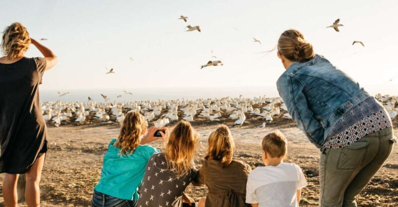 Napier: Cape Kidnappers Gannet, Nature & Sightseeing Tour - The Value of the Tour