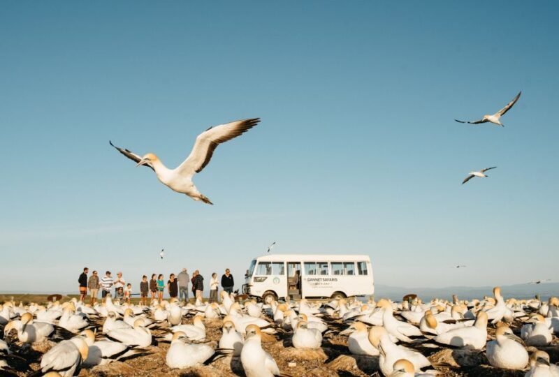 Napier: Cape Kidnappers Gannet, Nature & Sightseeing Tour - The Experience of a Lifetime?  