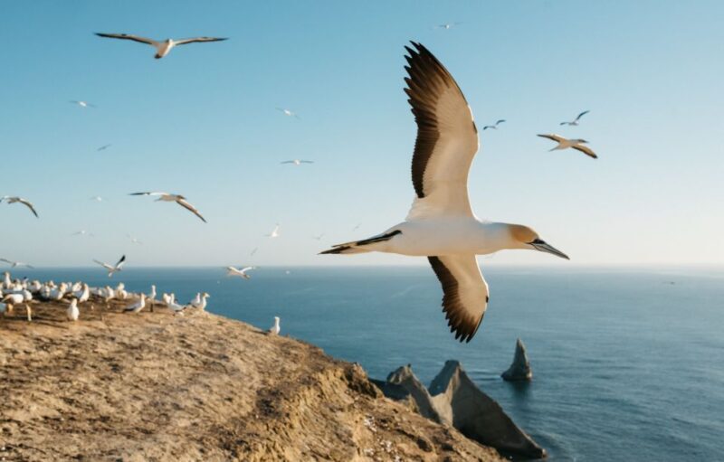 Napier: Cape Kidnappers Gannet, Nature & Sightseeing Tour - Who Should Consider This Tour?