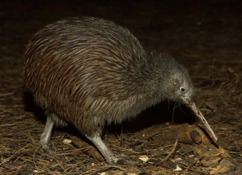 Napier: National Aquarium of New Zealand General Admission - Discovering the Aquarium: What It’s All About