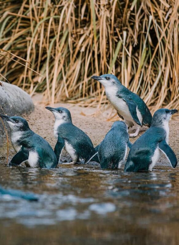 Napier: National Aquarium of New Zealand General Admission - Who Should Visit?
