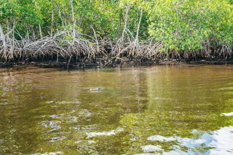 naples-fl-manatee-dolphin-10000-islands-beach-eco-tour