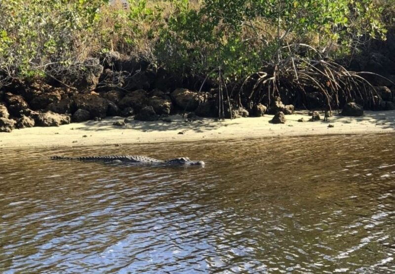 naples-fl-manatee-dolphin-10000-islands-sunset-cruise