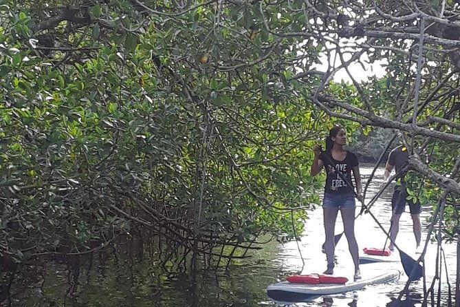 naples-fl-paddleboard-mangrove-forest-tour