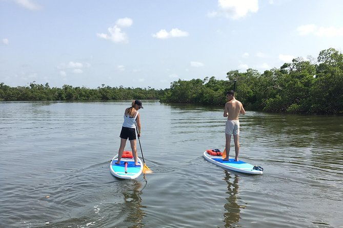 naples-fl-paddleboard-mangrove-forest-tour