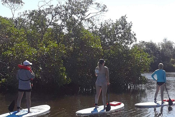 naples-fl-paddleboard-mangrove-forest-tour