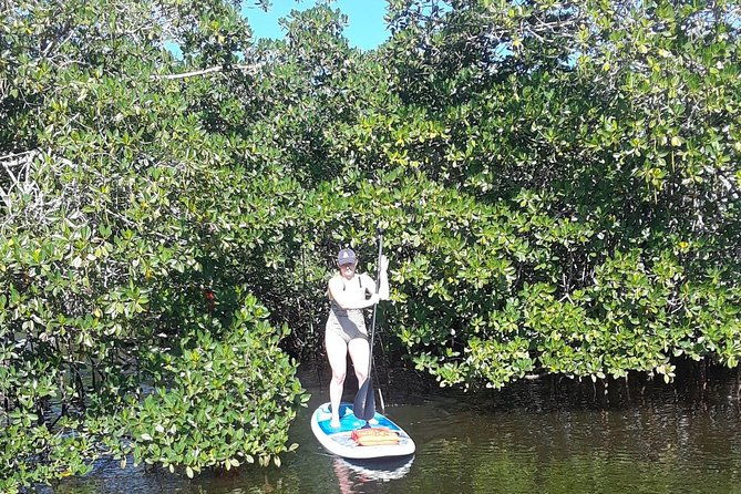 naples-fl-paddleboard-mangrove-forest-tour