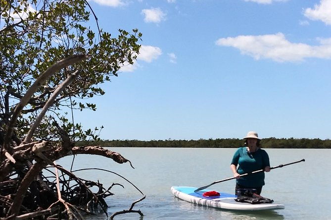naples-fl-paddleboard-mangrove-forest-tour