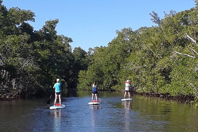 naples-fl-paddleboard-mangrove-forest-tour