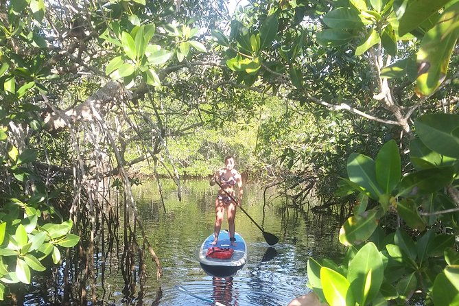 naples-fl-paddleboard-mangrove-forest-tour