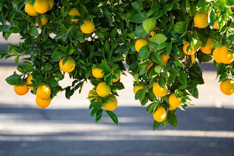 Naples: Guided Tour of the Picturesque Amalfi Coast - Who Would Love This Tour?