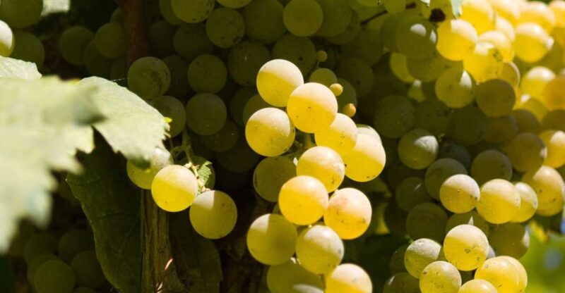 naples-mount-vesuvius-vineyard-tour-w-lunch-wine-tasting