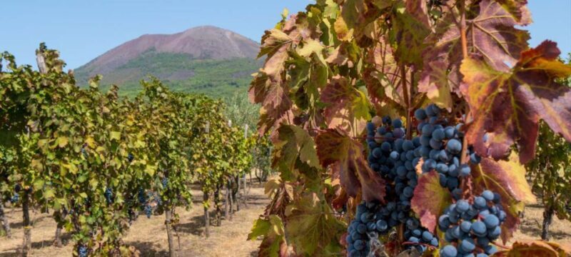 Naples: Pompeii, Mt.Vesuvius and Wine Tasting:  Deluxe Tour - Final Thoughts