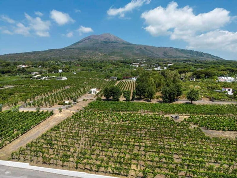 Naples: Private Pompeii & Vineyard Escape with Local - Key Points