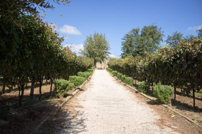 naples-tuk-tuk-experience-views-and-vineyards