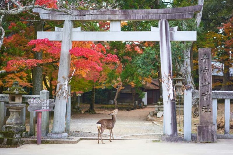 Nara: 3 UNESCO Sites Tour with Big Buddha & Deer - Who Will Benefit Most from This Tour?