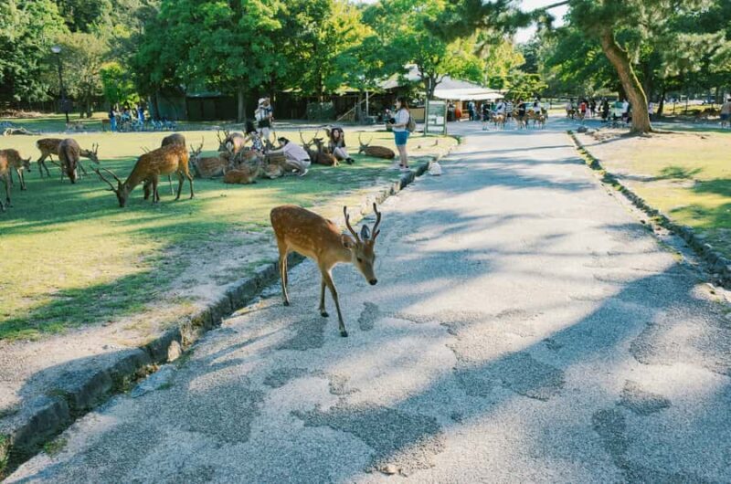 Nara: 3 UNESCO Sites Tour with Big Buddha & Deer - The Sum Up