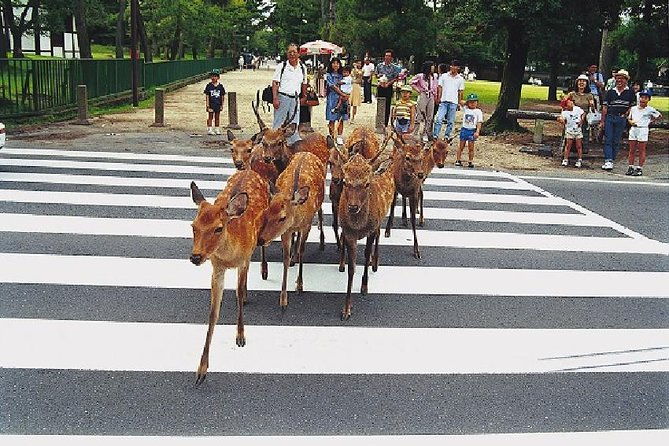 nara-afternoon-tour-round-trip-from-kyoto