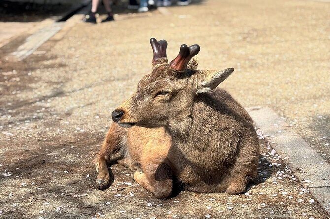 Nara and kyoto adventures private vehicle tour - The Itinerary Breakdown: What to Expect