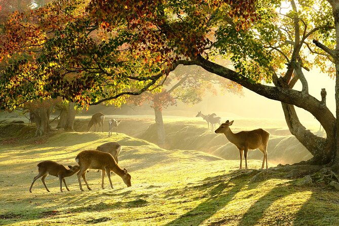 nara-and-uji-1-day-private-trip
