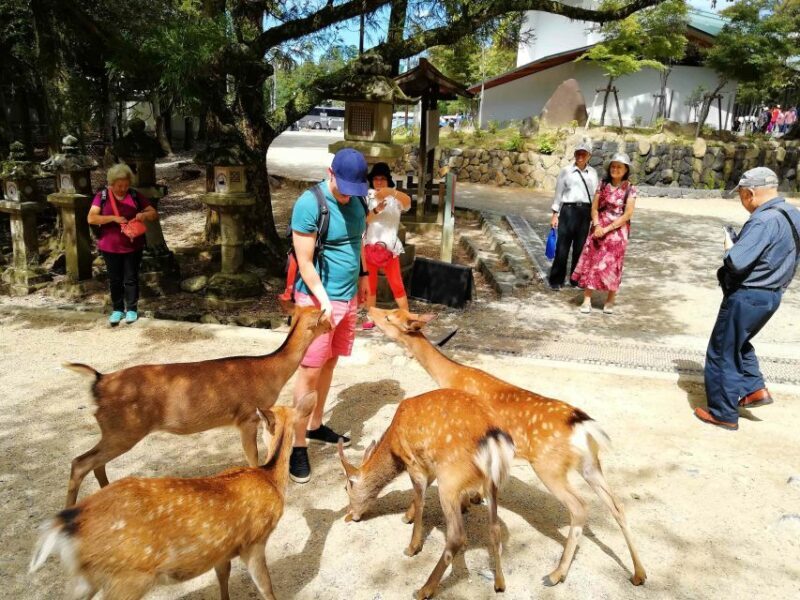 Nara: City Highlights Shared Group or Private Bike Tour - Final Thoughts