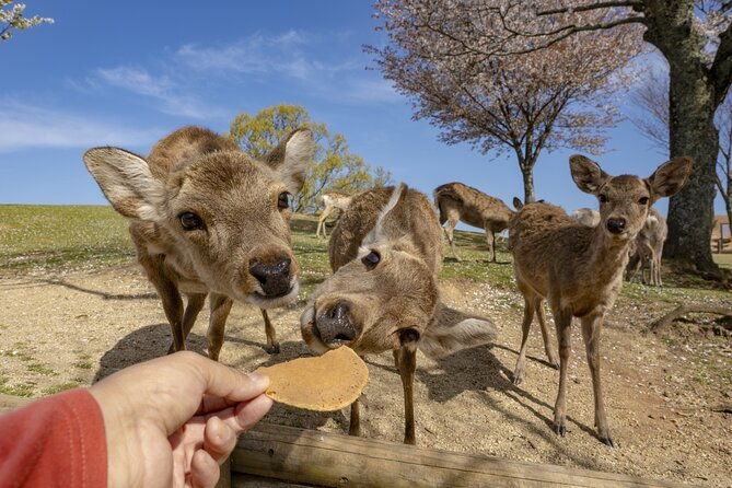 nara-day-trip-from-osaka-with-a-licensed-guide