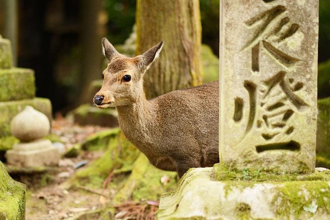 nara-day-trip-from-osaka-with-a-local-private-personalized