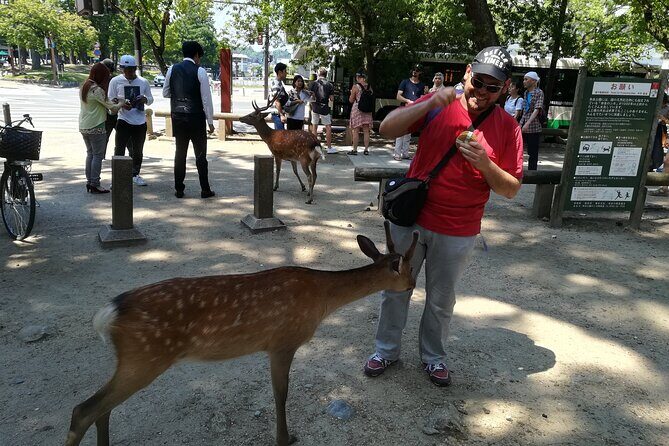 Nara Day Trip with Deer Park & Historic Temples,Shrine from Osaka - FAQ