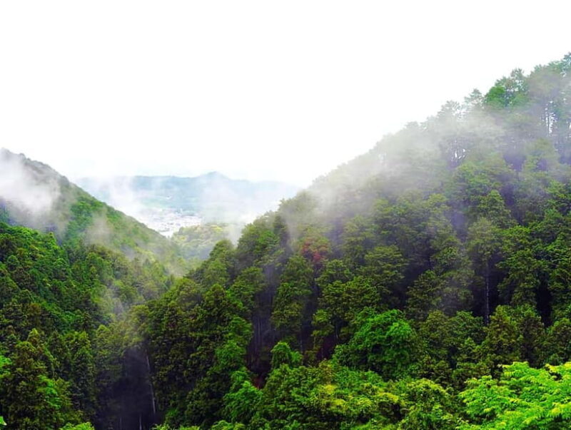 Nara: Discover a Giant Stone Buddha in the Forest Hills - Whats Included and Whats Not