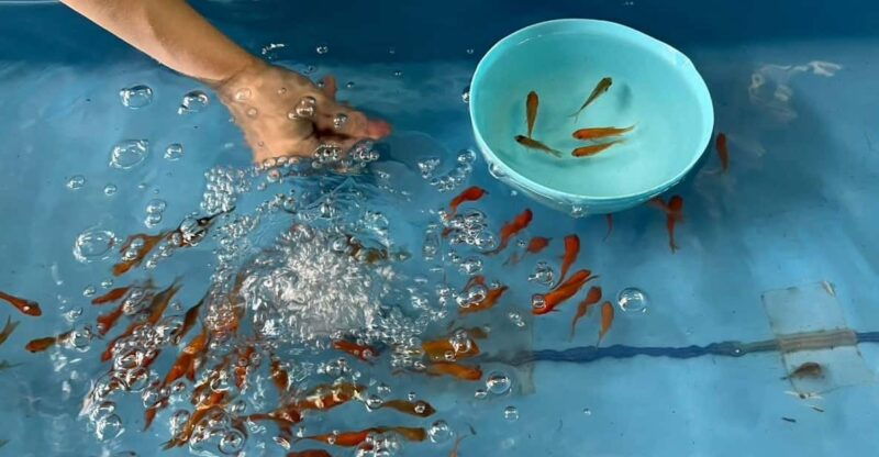 nara-discover-koriyamas-goldfish-charm-2-hour