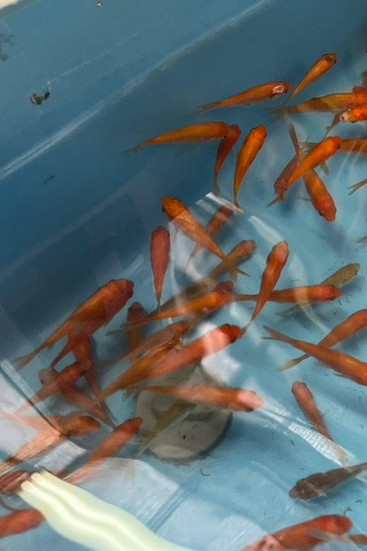 nara-discover-koriyamas-goldfish-charm-2-hour