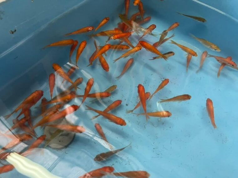 nara-discover-koriyamas-goldfish-charm-2-hour