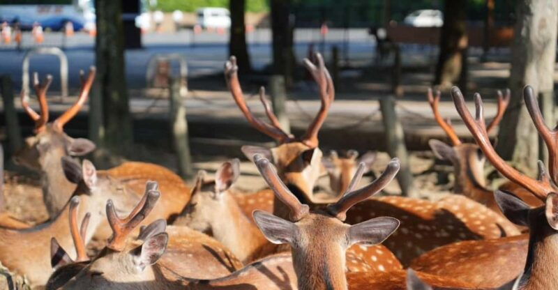 nara-early-bird-tour-kyoto-departure-option-available