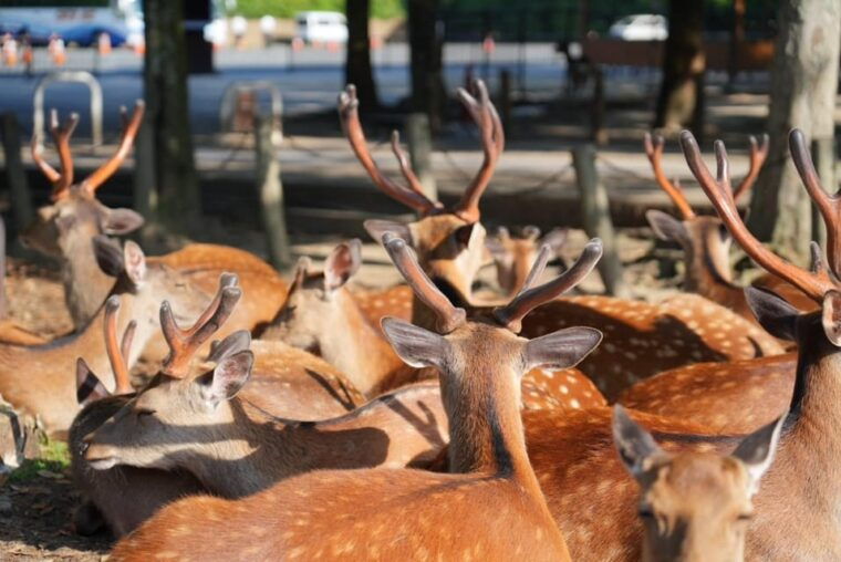 nara-early-bird-tour-kyoto-departure-option-available